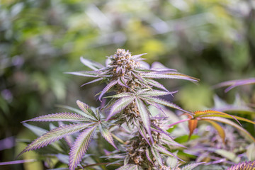 Macro shot of an indoor grow of Blackberry Kush flowering cannabis bud just before cutting.