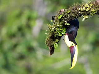 Tukan Tucan © Klaus
