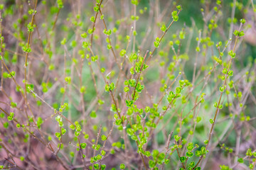 Nature awakening. Herald of spring. Plant fence. 