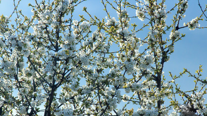 Blossoming cherry tree branch