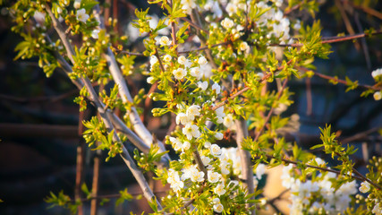 Flowering branch of a cherry tree.