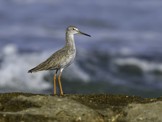 Common Redshank Standing on Sea Rock