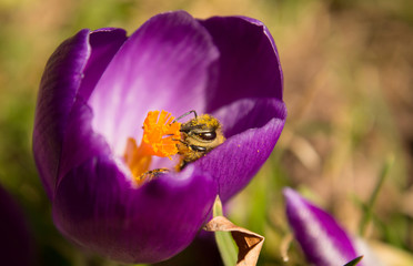 Biene in lila Krokus