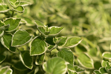 Cuban oregano or Country borages or Jamaika Thymian weißbunt Plectranthus amboinicus variegatus