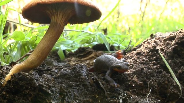 Close up, newt crawls under mushroom