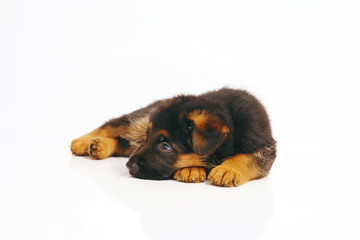 Cute German Shepherd puppy lying down indoors on a white background