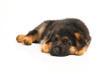 Cute German Shepherd puppy lying down and sleeping on a white background