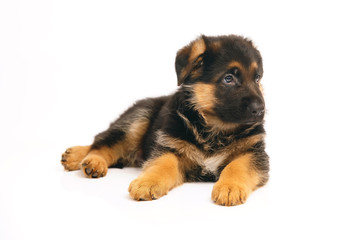 Cute German Shepherd puppy lying down indoors on a white background