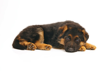 Obraz premium Cute German Shepherd puppy lying down indoors on a white background