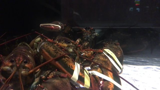 Grouping of lobsters in a clear water tank with one looking at camera and another in background climbing onto others.  