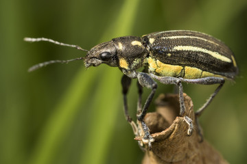 black and yellow beetle on a brown leaf with green background