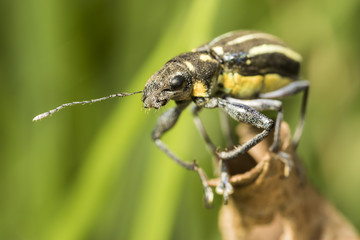 black and yellow beetle on a brown leaf