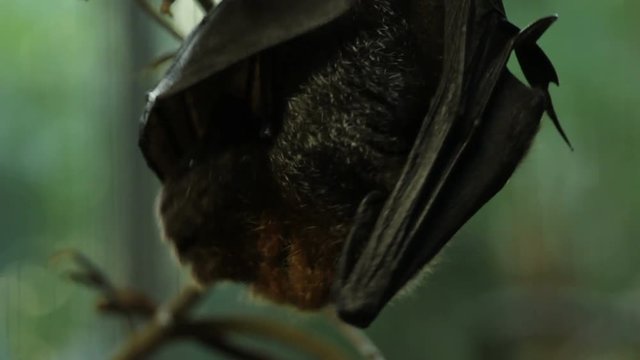 Close up, fruit bat cleans himself