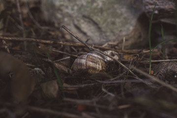 Some snails living around the neighbourhood