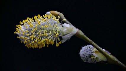Sal-Weide ( Salix caprea ) mit schwarzem Hintergrund, vertikal