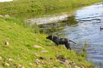 black big dog shakes water on the riverbank after bathing
