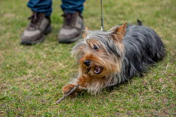 Yorkshire terrier lying on grass, biting wooden stick, playing