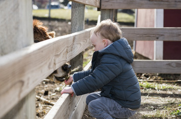 Toddler Boy Visiting a Local Urban Farm and Feeding the Cows with Hay