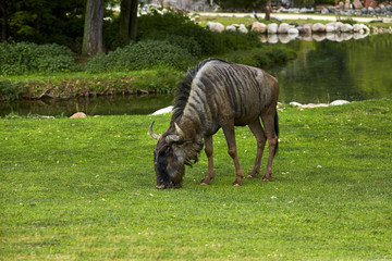 Gnu in parco Natura Viva