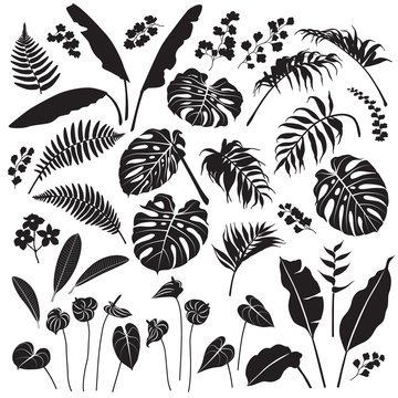 Tropical Leaves and Flowers Silhouette Set