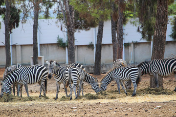 Zebra in the park