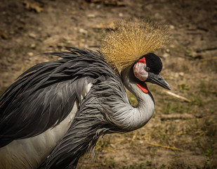 Crowned Crane © Lisa