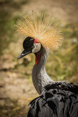 Crowned crane