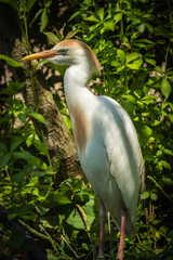 Egret