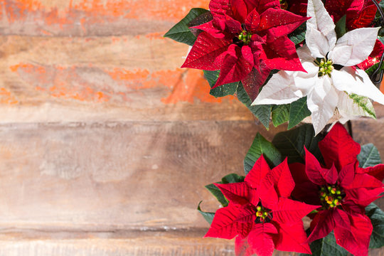 Christmas star red and white poinsettia flowers, Christmas background with copy space, free text