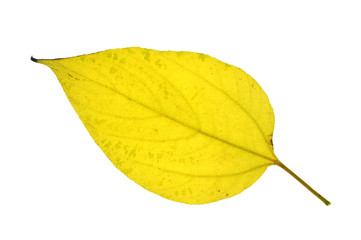 single autumn yellow leaf isolated on white background
