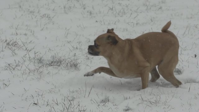 Little dog playing in fresh snow on cold Minnesota morning