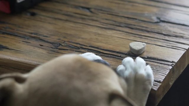 Little dog begging for treat on table indoors
