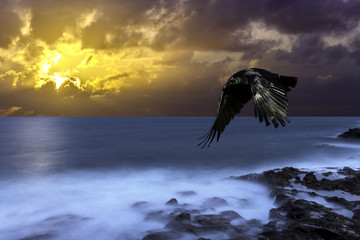 Dramatic sunrise over the ocean before storm with flying raven - Lanzarote, Canary Islands