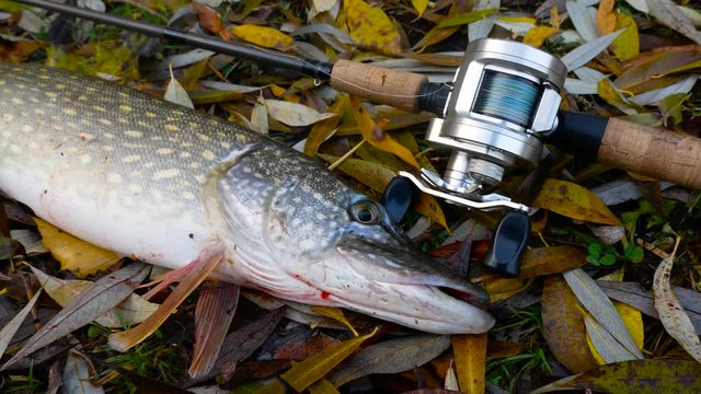 Autumn pike fishing with baitcasting tackle
