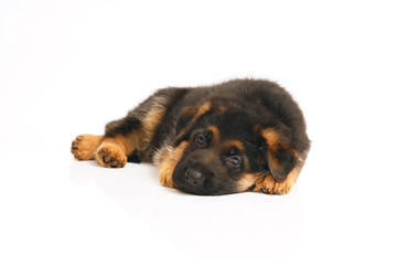 Cute German Shepherd puppy lying down indoors on a white background