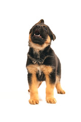 Adorable German Shepherd puppy standing indoors on a white background