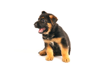 Adorable German Shepherd puppy sitting indoors on a white background