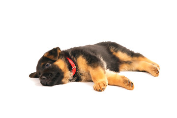 Funny German Shepherd puppy with a collar lying down indoors on a white background