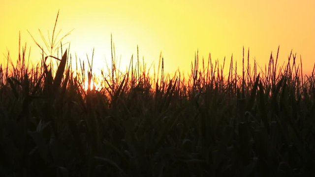 Close up, cornfield sunset
