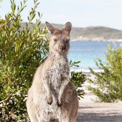 Fototapeta premium KANGAROO BEACH