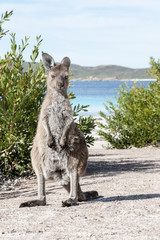 KANGAROO BEACH