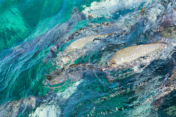 Fototapeta premium tropical fish Western Australia
