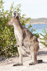 KANGAROO BEACH AUSTRALIA