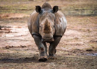 Rhino