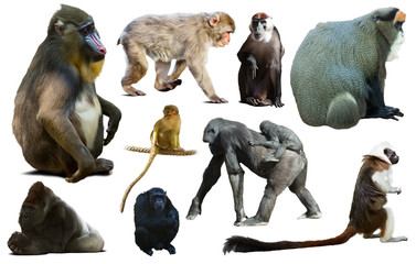 collection of different monkeys