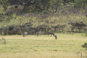 Zebra Herd, Arusha National Park