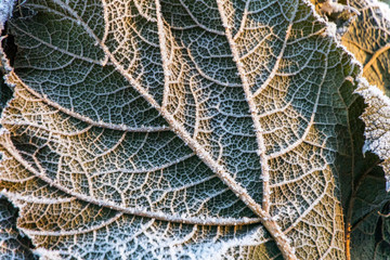 Frosty Leaf