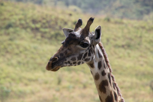 Head of Maasai Giraffe, Tanzania
