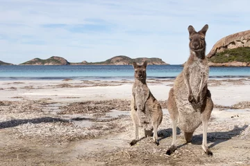 Foto auf Acrylglas Känguru KANGAROO BEACH AUSTRALIEN