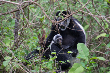 Black and White Colobus Monkey and Baby